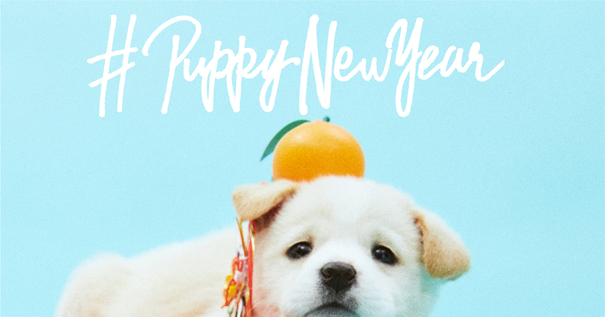 里親募集中の保護犬がモデル フリーデザイン年賀状サイト Puppy New Year オープン ブレーン Advertimes アドタイ By 宣伝会議