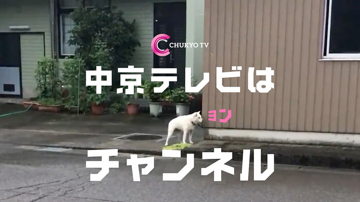 イメージ cmカット 中京テレビTVCM「ヨンとなく犬」「テレビを知らない子供たち」