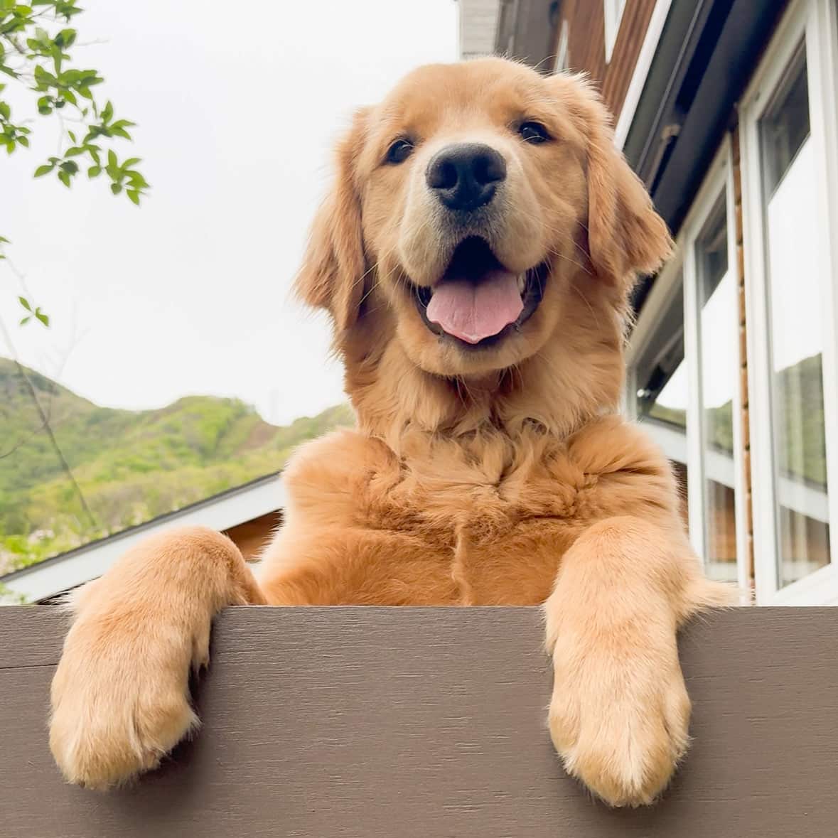 ゴールデンレトリバー「シェリ」