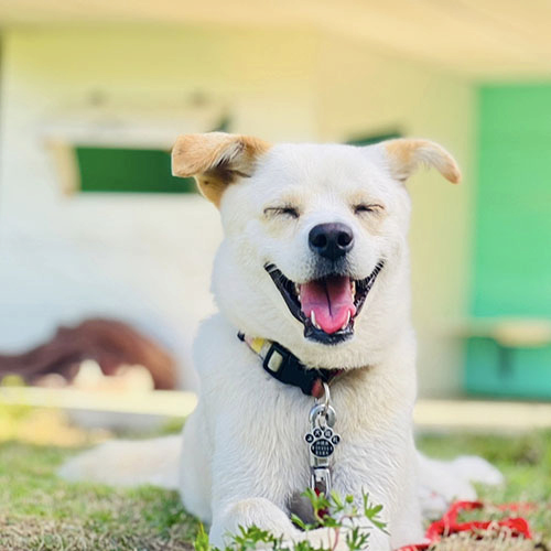 3位の「チャチャ」