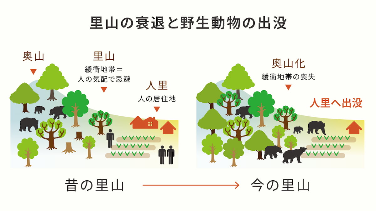 イメージ 里山の衰退と野生動物の出没