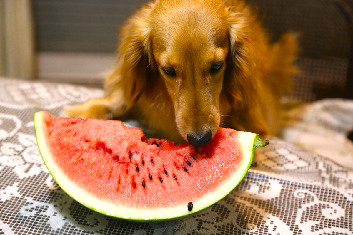 写真 子犬たち