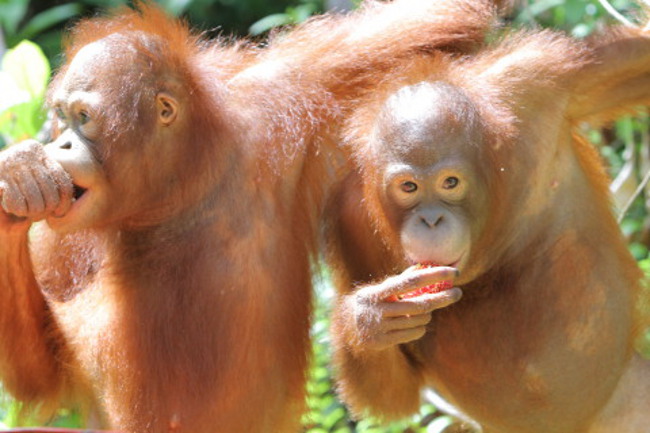 OFI_orangutan